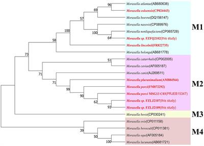 Characterization of two novel colistin resistance gene mcr-1 variants originated from Moraxella spp.